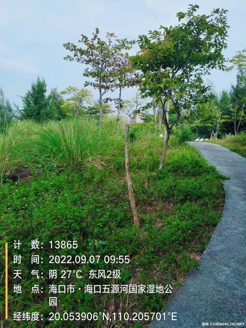 五源河国家湿地公园a段东岸步行道旁绿地内凤凰木,大叶紫薇,蓝花楹,狐