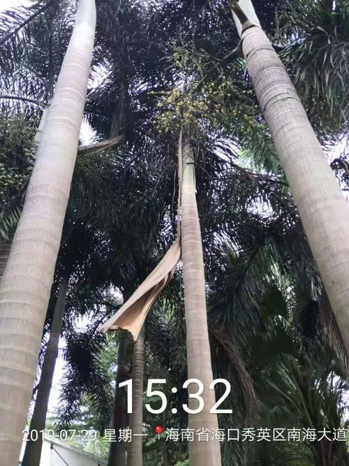 逸秀园边检公交车站旁绿地内狐尾葵干果未及时清理,累计1株.15:072