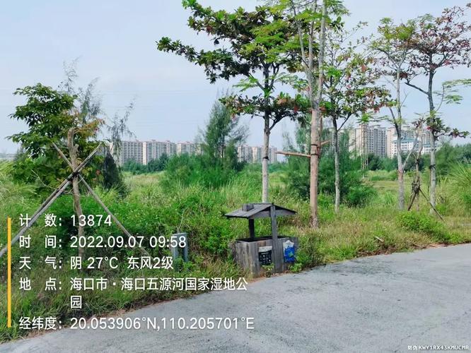五源河国家湿地公园a段东岸步行道旁绿地内凤凰木,大叶紫薇,蓝花楹,狐